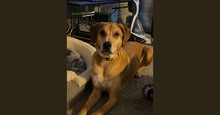 George, a Redbone Coonhound and Siberian Husky mix tested with EmbarkVet.com