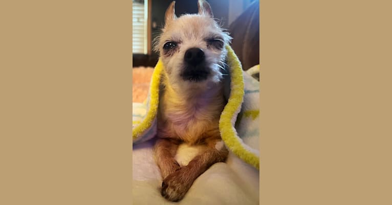 Honii Barron, a Yorkshire Terrier and Chihuahua mix tested with EmbarkVet.com