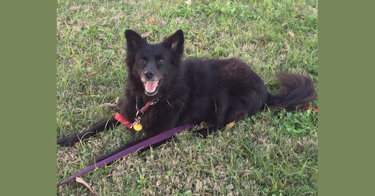 Embark Dog DNA Test Breed