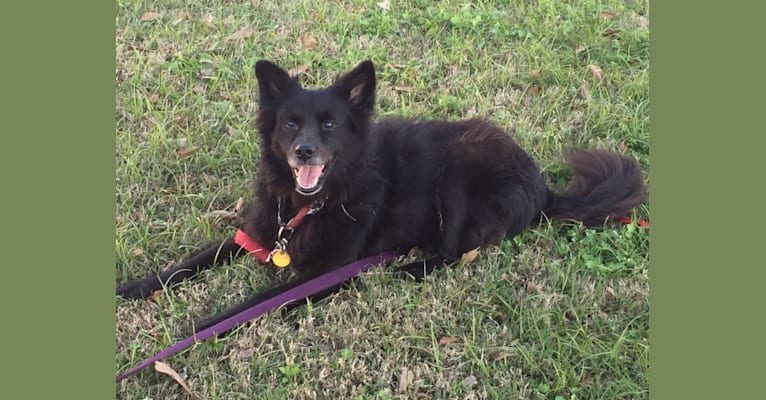 LYLA, a Border Collie and Chow Chow mix tested with EmbarkVet.com