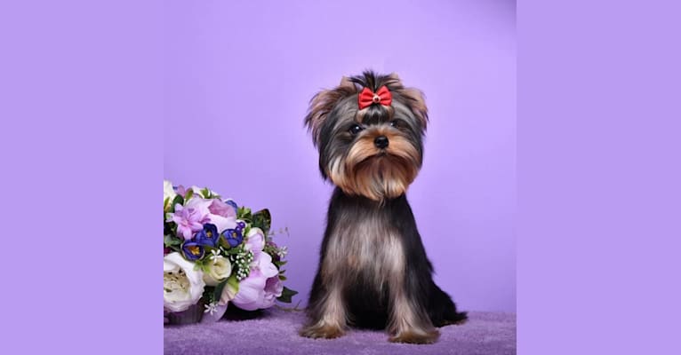 Sasha, a Yorkshire Terrier tested with EmbarkVet.com