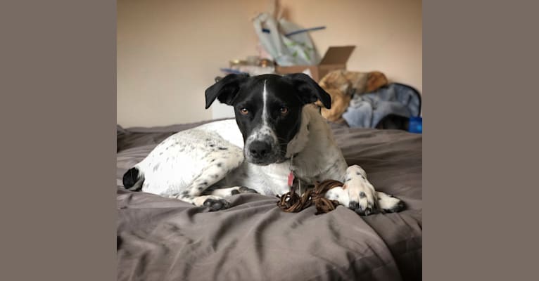 Riley, a German Shorthaired Pointer and Australian Cattle Dog mix tested with EmbarkVet.com