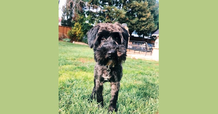 Marlowe, a Miniature Schnauzer and Poodle (Small) mix tested with EmbarkVet.com