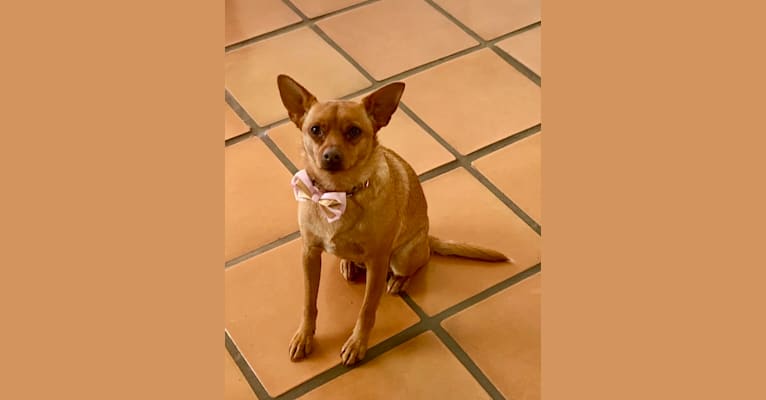 Peanut, a Chihuahua and Poodle (Small) mix tested with EmbarkVet.com