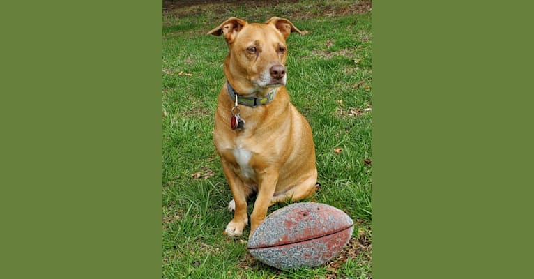 Photo of Hadley, a Chihuahua, American Pit Bull Terrier, Chow Chow, Russell-type Terrier, and Mixed mix in Tennessee, USA
