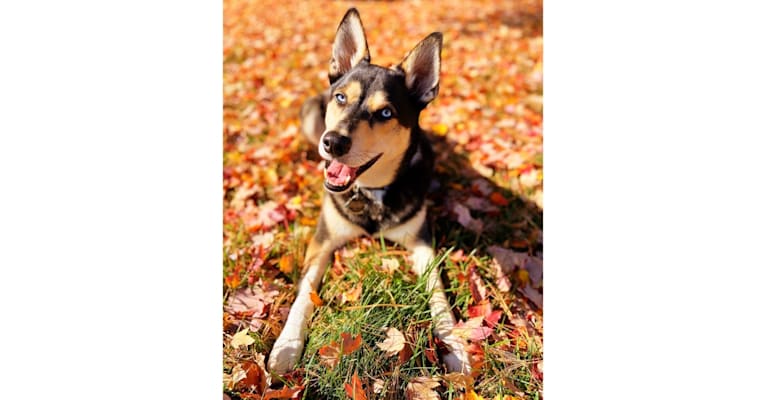 Photo of Milo, a Siberian Husky, Rat Terrier, Chihuahua, and Mixed mix in Arkansas, USA