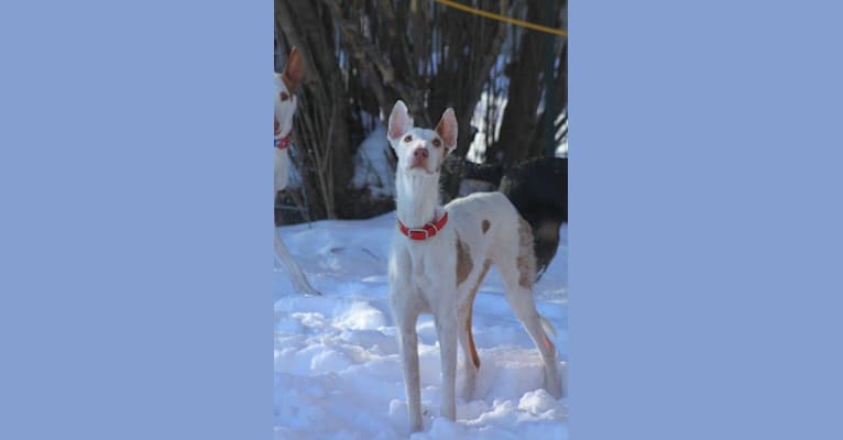 Photo of Voodoo, an Ibizan Hound  in Colton, CA, USA