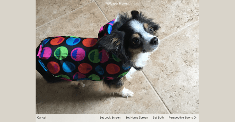 Raven, an Australian Shepherd Group tested with EmbarkVet.com