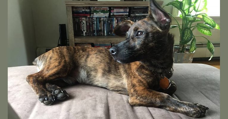 Embark Dog DNA Test Breed