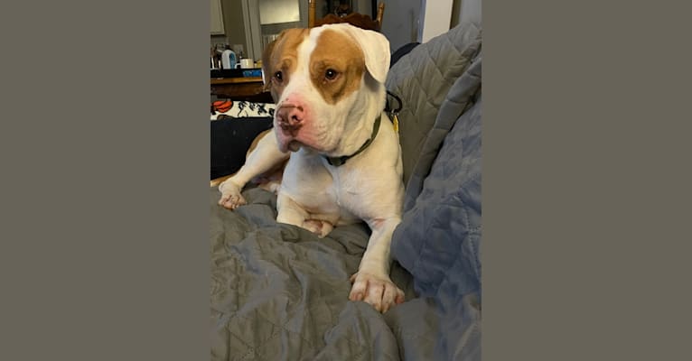 Buster, an American Pit Bull Terrier (10.7% unresolved) tested with EmbarkVet.com