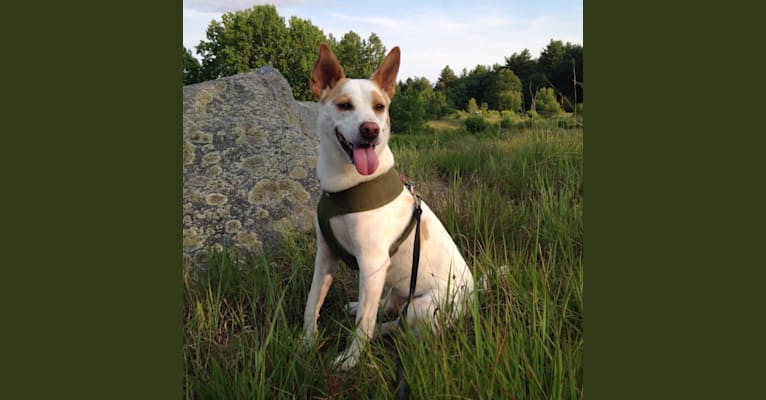 Jax, a Rat Terrier and Labrador Retriever mix tested with EmbarkVet.com