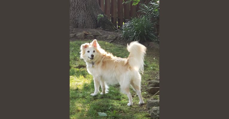 Dandao, an American Village Dog tested with EmbarkVet.com