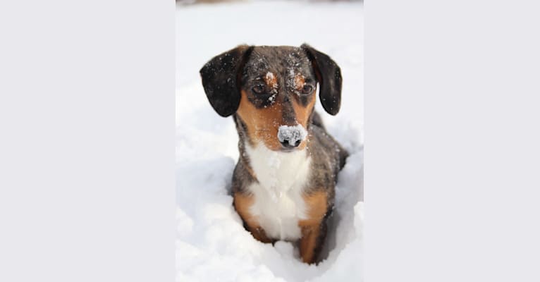 Muppy, a Border Collie and Dachshund mix tested with EmbarkVet.com