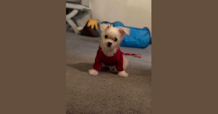 Winston, a Maltese and Chihuahua mix tested with EmbarkVet.com