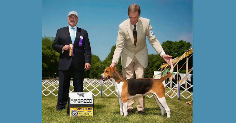 County Limerick Lacy, an English Foxhound tested with EmbarkVet.com