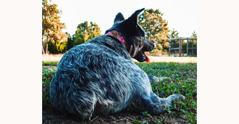 Harper, an Australian Cattle Dog tested with EmbarkVet.com