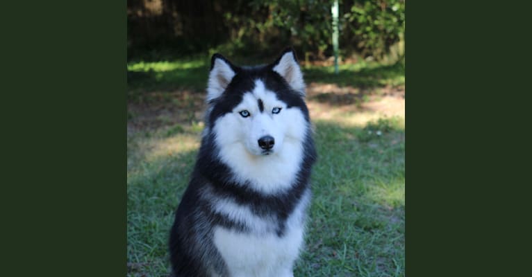 Skylar, a Siberian Husky tested with EmbarkVet.com