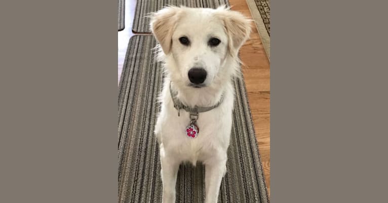 Odette, a Great Pyrenees and Mixed mix tested with EmbarkVet.com
