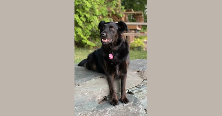 Dash, an Australian Cattle Dog and Labrador Retriever mix tested with EmbarkVet.com