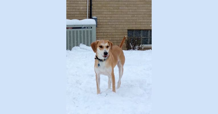Linus Oller, a Beagle and Labrador Retriever mix tested with EmbarkVet.com