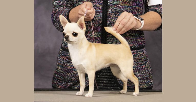 Macy, a Chihuahua tested with EmbarkVet.com