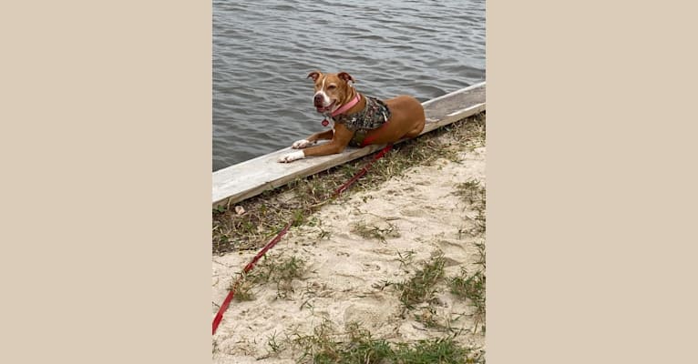 Photo of Venus, an American Pit Bull Terrier  in Panama City Beach, Florida, USA