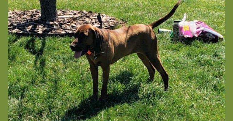 Boone, a Redbone Coonhound tested with EmbarkVet.com