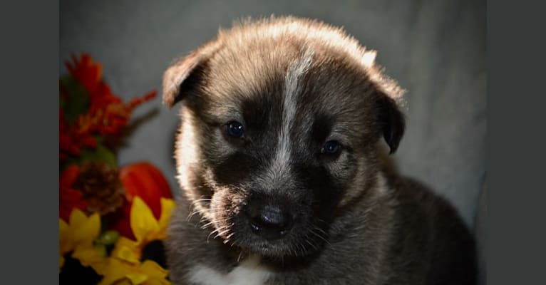 Sedna, a German Shepherd Dog and Alaskan Malamute mix tested with EmbarkVet.com