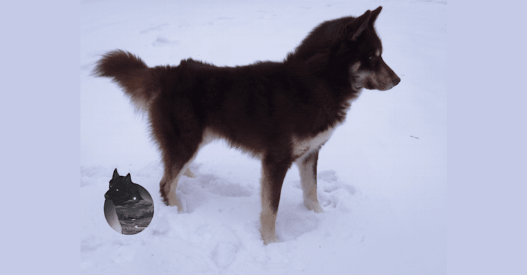 Omen, a Siberian Husky tested with EmbarkVet.com