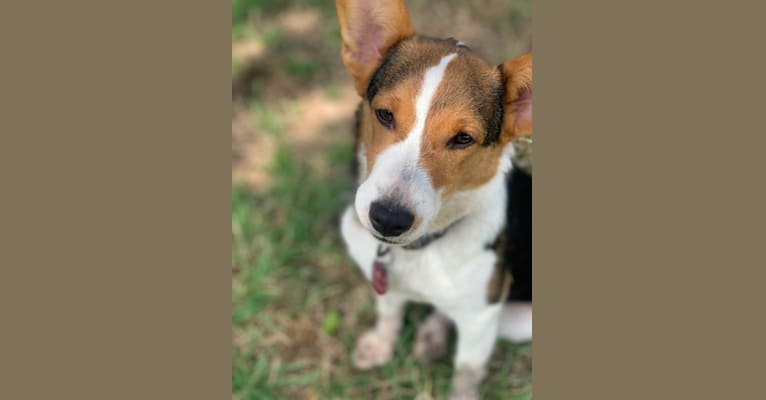 Ace, a Pembroke Welsh Corgi and Russell-type Terrier mix tested with EmbarkVet.com