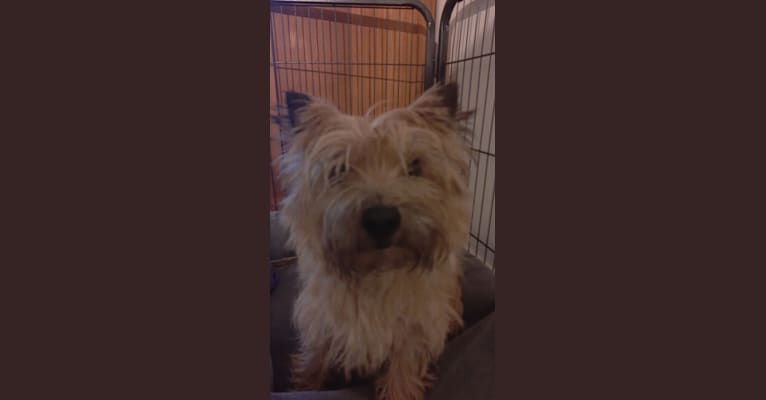 Photo of Ivy, a Cairn Terrier  in The Netherlands