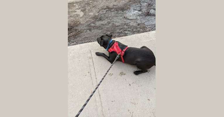 Photo of Marvin, an American Pit Bull Terrier, Siberian Husky, German Shepherd Dog, and Golden Retriever mix in Toronto, Ontario, Canada