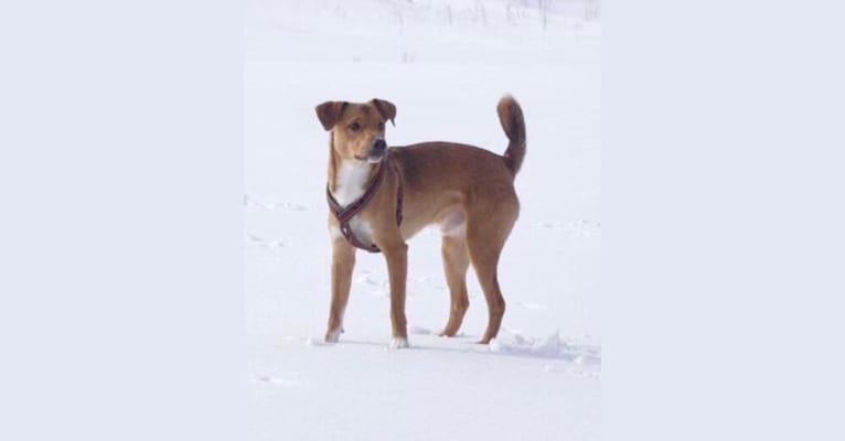 Ässä (Sirius), an Eastern European Village Dog and Russell-type Terrier mix tested with EmbarkVet.com