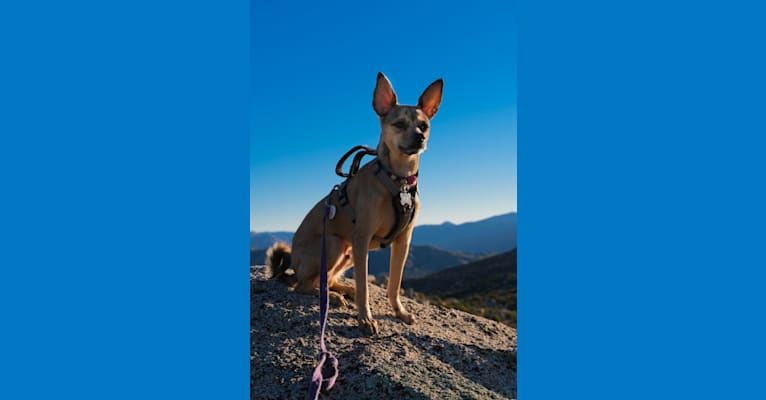 Photo of Poe, a Pomchi (29.4% unresolved) in Barstow, California, USA