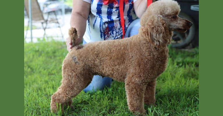 Justice, a Poodle tested with EmbarkVet.com