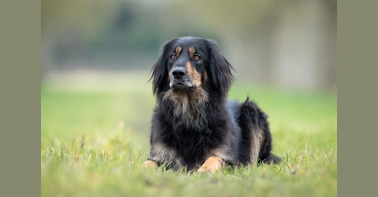 Embark Dog DNA Test Breed 