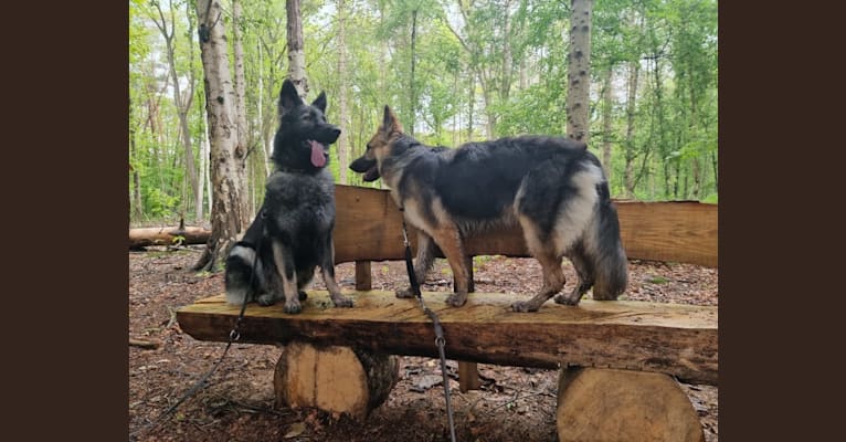 Liesl, a German Shepherd Dog tested with EmbarkVet.com