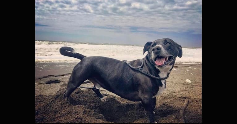 Photo of Batty, a Labrador Retriever, American Pit Bull Terrier, American Staffordshire Terrier, and Mixed mix in Merced, California, USA