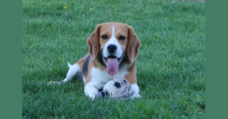 Prince, a Beagle tested with EmbarkVet.com