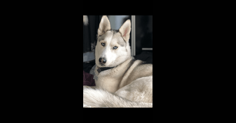 Miya, a Siberian Husky and German Shepherd Dog mix tested with EmbarkVet.com