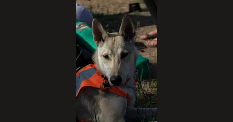 Photo of Tesota, a West Siberian Laika, Alaskan Malamute, and Irish Wolfhound mix in Carson, NM, USA