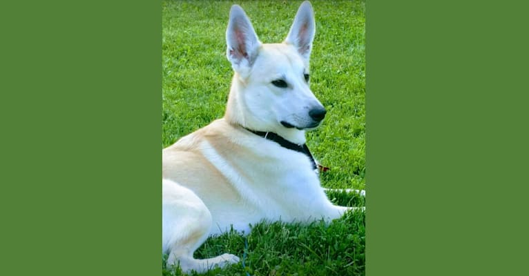Loki, an Australian Cattle Dog and Siberian Husky mix tested with EmbarkVet.com