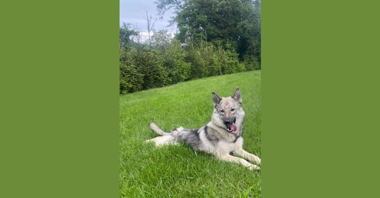 Tisa, a Siberian Husky and German Shepherd Dog mix tested with EmbarkVet.com