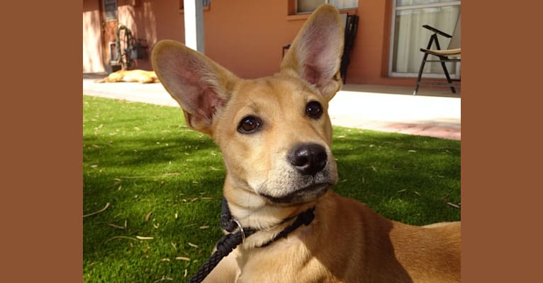 Bean, a Chow Chow and Chihuahua mix tested with EmbarkVet.com
