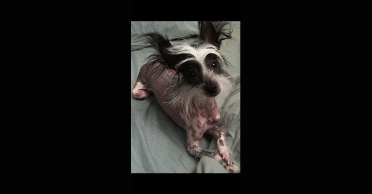 Scarlet McKinney, a Chinese Crested tested with EmbarkVet.com