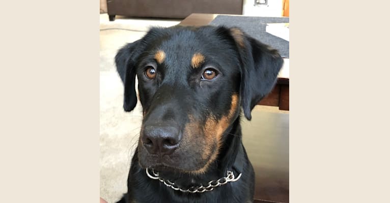 Rocco, an Australian Cattle Dog and Rottweiler mix tested with EmbarkVet.com