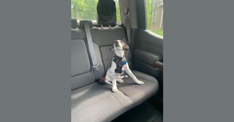 Milo, a Border Collie and Pointer mix tested with EmbarkVet.com