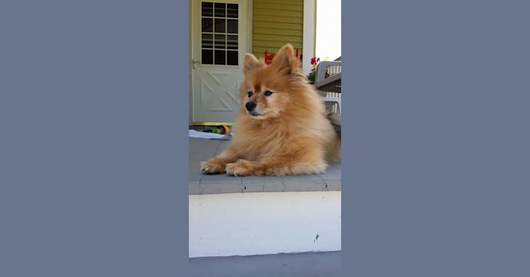 Zeke, a Pomeranian tested with EmbarkVet.com