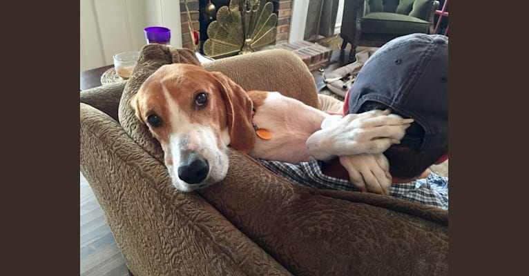 Drum, an American Foxhound tested with EmbarkVet.com