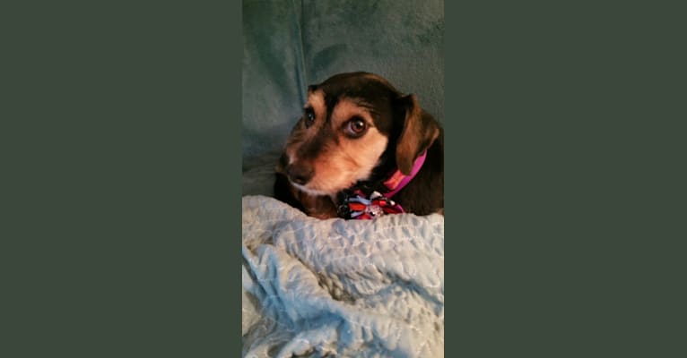 Photo of DOLLY, a Dachshund, Chihuahua, Yorkshire Terrier, Beagle, and Labrador Retriever mix